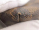 LOUIS VUITTON DAMIER EBENE COSMETIC POUCH - Brands Select